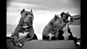 Three Large Pitbull Dogs Wallpaper