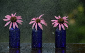 Three Little Daisies & A Rain Wallpaper