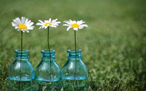 Three Little Daisy Flowers Wallpaper