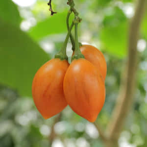 Three Orange Tamarillo Fruit Photography Wallpaper