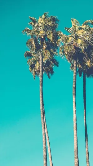 Three Palm Trees Against A Blue Sky Wallpaper