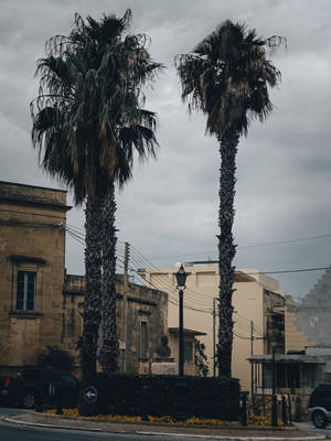 Three Palm Trees Malta Wallpaper