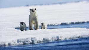 Three Polar Bears Stuck Wallpaper