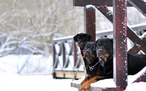 Three Rottweilers In Winter Wallpaper