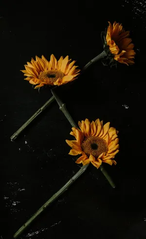Three Sunflower Yellow Tumblr Aesthetic Wallpaper