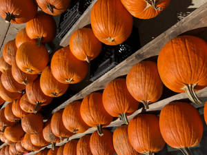 Three-tier Pumpkin Shelf Wallpaper