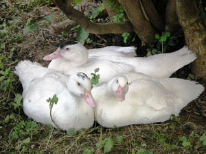 Three White Ducks Basking Under A Tree Wallpaper