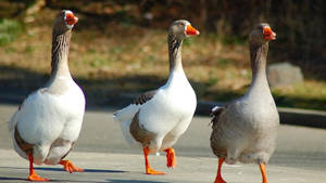 Three White Geese Wallpaper