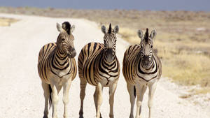 Three Zebras In The Road Wallpaper