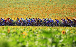 Thrilling Moments From The 2010 Tour De France Wallpaper