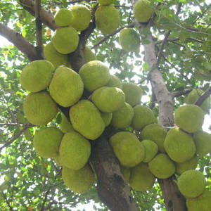 Thriving Jackfruit Tree Packed With Ripe Fruits Wallpaper