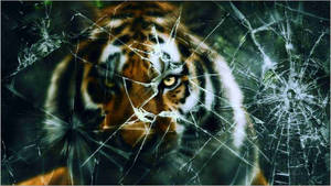Tiger Broken Computer Screen Wallpaper