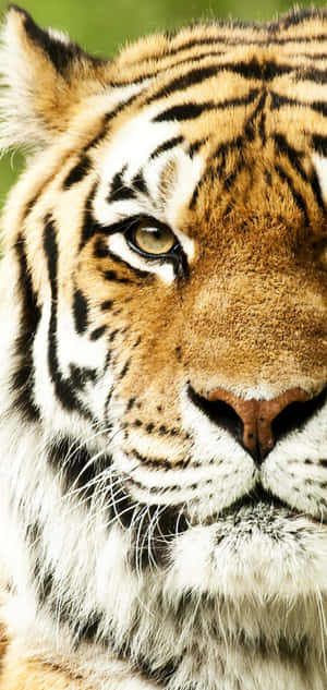 Tiger Face Left Part Wallpaper