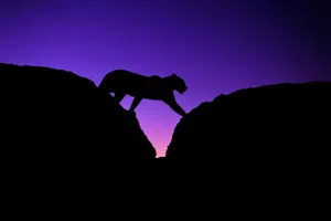 Tiger Silhouette Dark Purple Sky Wallpaper
