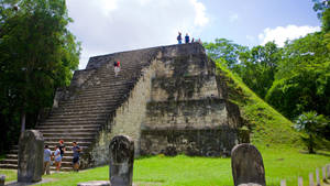 Tikal Greenery Wallpaper