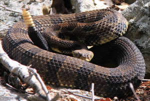 Timber Rattle Snake Yellow Tail Wallpaper