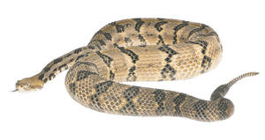 Timber Rattler Snake White Setting Wallpaper