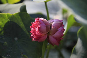 Tinh De Lotus Flower Wallpaper