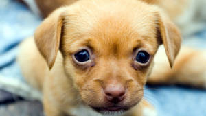 Tiny Brown Puppy Dog Hd Wallpaper