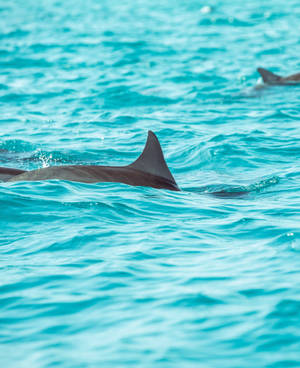 Tiny Dorsal Dolphin Fin Wallpaper