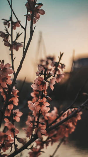 Tiny Flowers Sunset Aesthetic Wallpaper