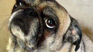 Tired Face Pug Dog Wallpaper