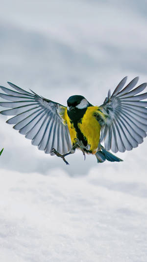 Tit Bird Flying 2160x3840 Wallpaper