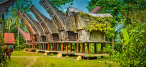 Toraja Huts In Sulawesi Wallpaper