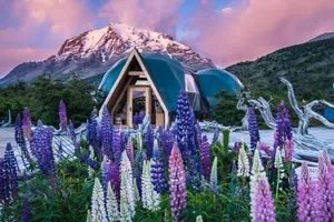 Torres Del Paine Lupine Blooms Wallpaper