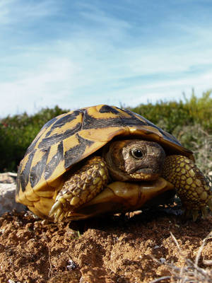 Tortoise Amidst Sand-brown Ground Wallpaper