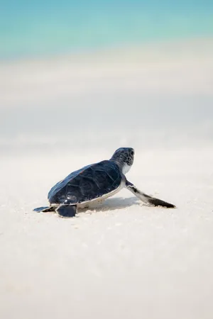 Tortoise Animal In Snow Wallpaper