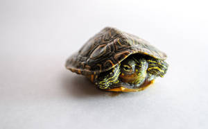 Tortoise Hiding Inside The Shell Wallpaper