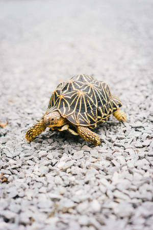 Tortoise In A Stony Path Wallpaper