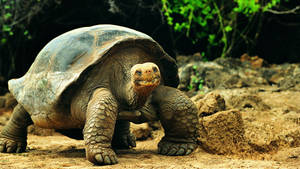 Tortoise In Nature Wallpaper