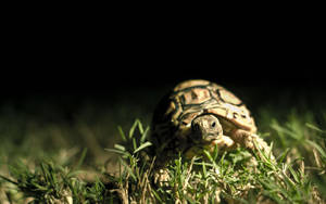 Tortoise In The Dark Wallpaper