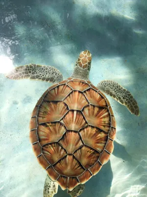 Tortoise Swimming In Azure Waters Wallpaper