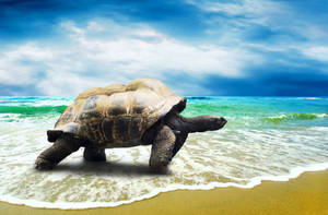 Tortoise Walking On The Shore Wallpaper