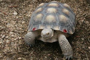 Tortoise With Red Marks On Its Shell Wallpaper