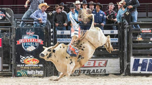 Tough Bull Riding Sports Wallpaper