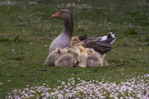 Toulouse Goose Mother Bird Wallpaper