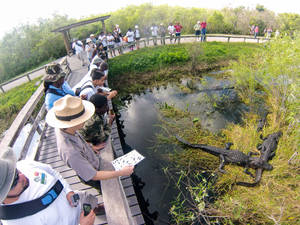 Tourists And Alligators Everglades National Park Wallpaper