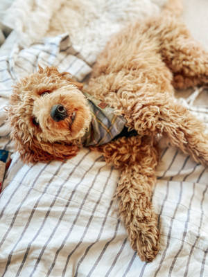 Toy Poodle Lying Down Wallpaper