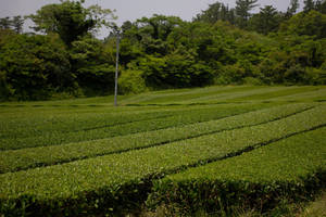 Tranquil Beauty Of Jeju Tea Garden In South Korea Wallpaper