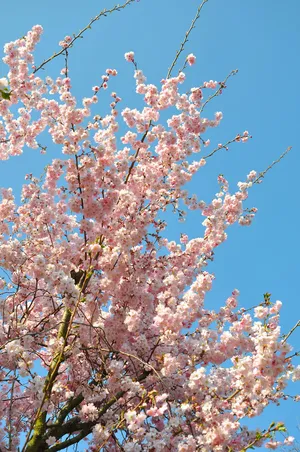 Tranquil Harmony Between Pink And Blue Aesthetic Wallpaper