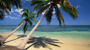 Tranquil Shore Of The Dominican Republic Wallpaper