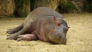 Tranquil Slumber Of A Majestic Hippopotamus Wallpaper