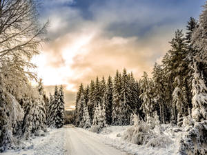 Tranquil Winter Wonderland Wallpaper