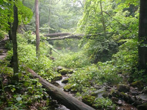 Tranquil Wisconsin Forest Trail Wallpaper