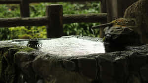 Tranquil Zen Desktop Wallpaper
