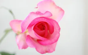 Translucent Pink Rose Flower Wallpaper